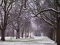Snow, Greenwich Park IMGP7590